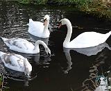 Swan 9Y097D-002